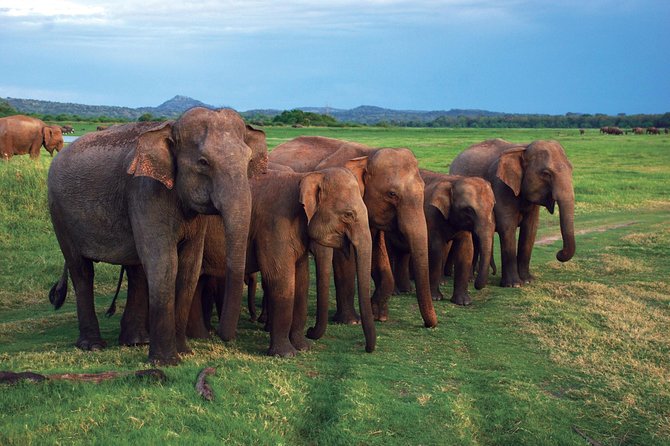 03 Nights in Amazing Sri Lanka - Day three: tea country and the Nanu Oya to Ella train
