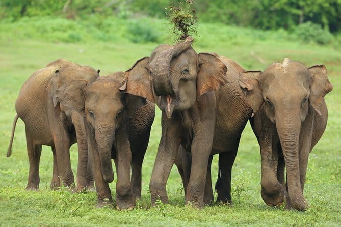 04 Hours Safari Jeep Tours - Who will enjoy this safari most