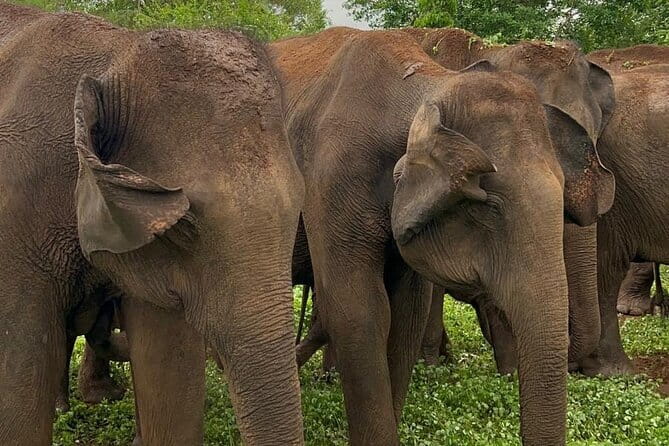 04 Hours Safari Jeep Tours - Entering Udawalawe National Park by jeep