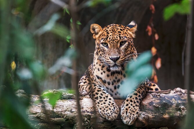 08 Days private round trip in Sri Lanka - Day 6: Wildlife at Yala National Park