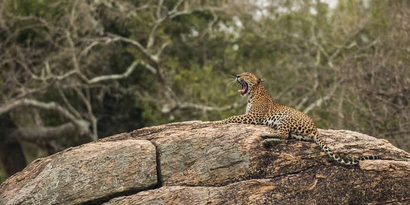 1-Day Tour of Both Yala and Udawalawe National Parks - Why combine Yala and Udawalawe?