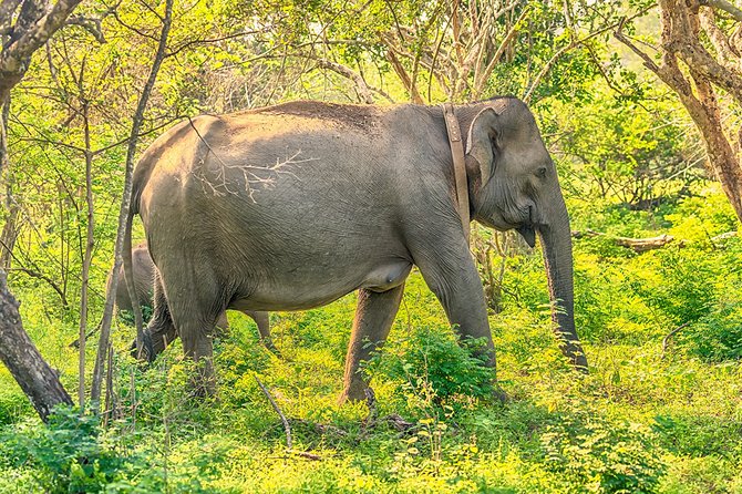 1 Day tour to Yala National Park or Udawalawe National Park - Four Hours Inside the Park