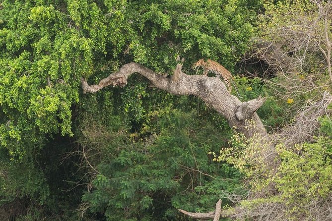 1 Day tour to Yala National Park or Udawalawe National Park - A Private Vehicle With a Personal Touch