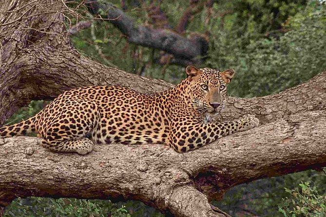 1 Day tour to Yala National Park or Udawalawe National Park - Who Will Get the Most From This Day?