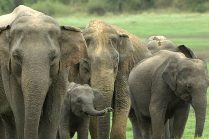 1 Day tour to Yala National Park or Udawalawe National Park - Leaving Kalutara for a National Park