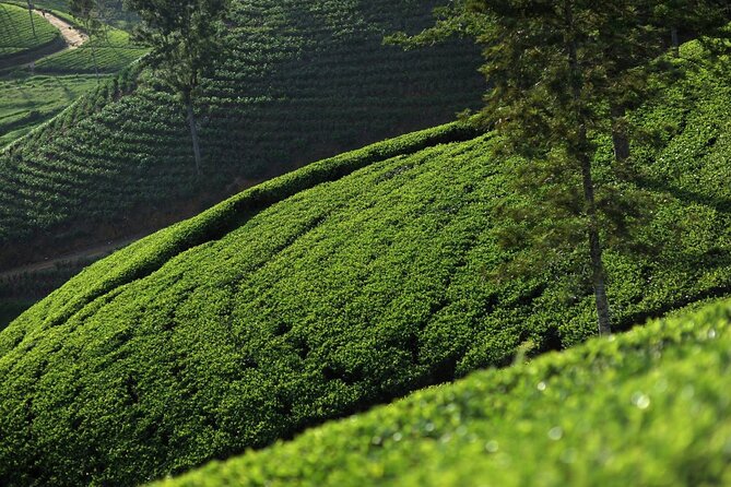 12 Days Private Escape Tour- Best of Sri Lanka - Days 3 and 4: Royal ruins, elephants, and Sigiriya Rock
