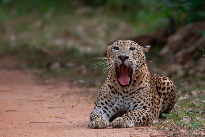 12 Days Private Escape Tour- Best of Sri Lanka - Days 5 and 6: Hiking the highlands and entering Little England