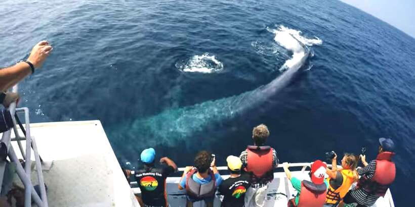 2-Day Whale Watching & Southern Sri Lanka Tour - Key points at a glance