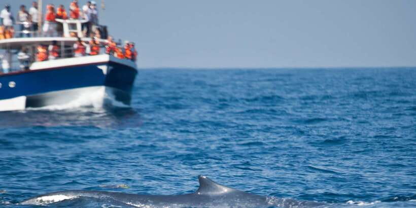 2-Day Whale Watching & Southern Sri Lanka Tour - Why this two-day route works