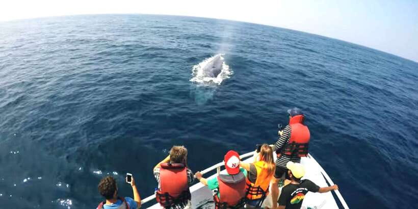 2-Day Whale Watching & Southern Sri Lanka Tour - Hikkaduwa, Unawatuna, and the west coast beaches