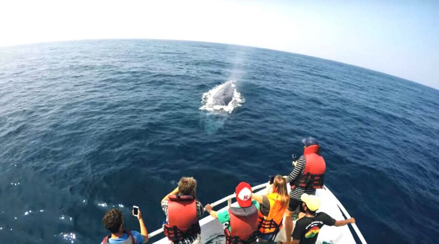 2-Day Whale Watching & Southern Sri Lanka Tour - Is $292 a fair price?