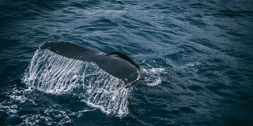 2-Day Whale Watching & Southern Sri Lanka Tour - Who should book this tour?