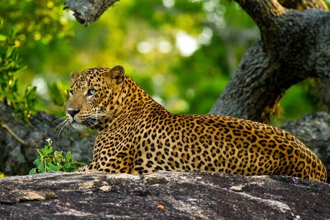 2 Days Tour of Double Safari (Yala & Udawalawe) - All Inclusive - What the two-day plan really gives you