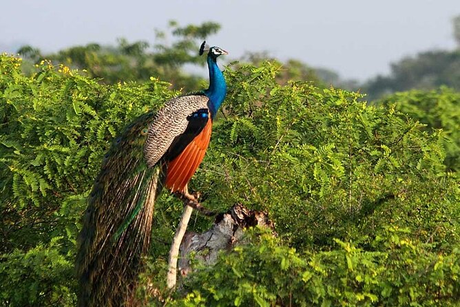 2 Days Tour of Double Safari (Yala & Udawalawe) - All Inclusive - Day 1: The long road to Yala