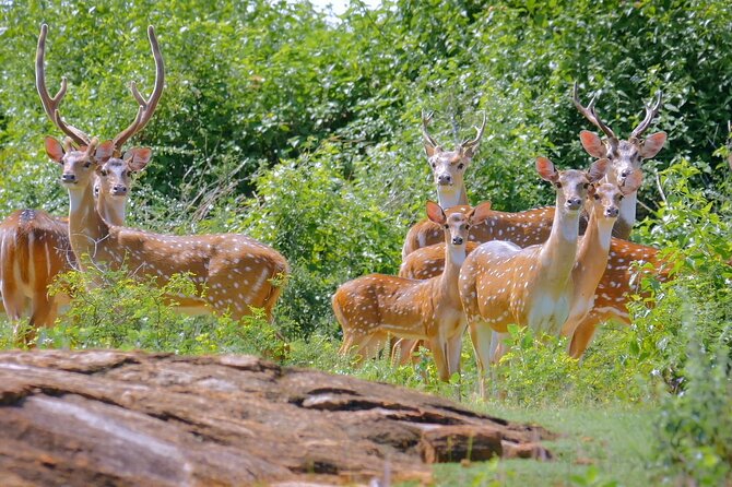 2 Days Tour of Double Safari (Yala & Udawalawe) - All Inclusive - The Elephant Transit Home and what to expect