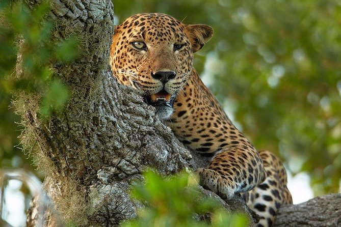2 Nights All Inclusive Treehouse Safari in Yala with transfers - Key details before you book