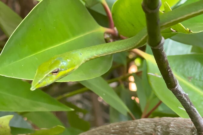 2h Bentota River Safari: Crocodiles, Monkeys, Mangrove & more - Crocodiles, monitors, monkeys, and smaller surprises