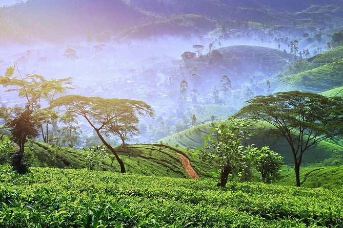 3 Days Nature and Chill Tour of Ella, Nuwara Eliya and Haputale - Day 1: Ramboda Waterfall, Nuwara Eliya, and Horton Plains