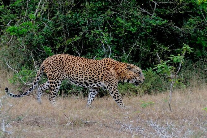 3 Days Private Tour of Yala Safari/ Ella/ Kandy - All Inclusive - Is $495 a fair price for three days?