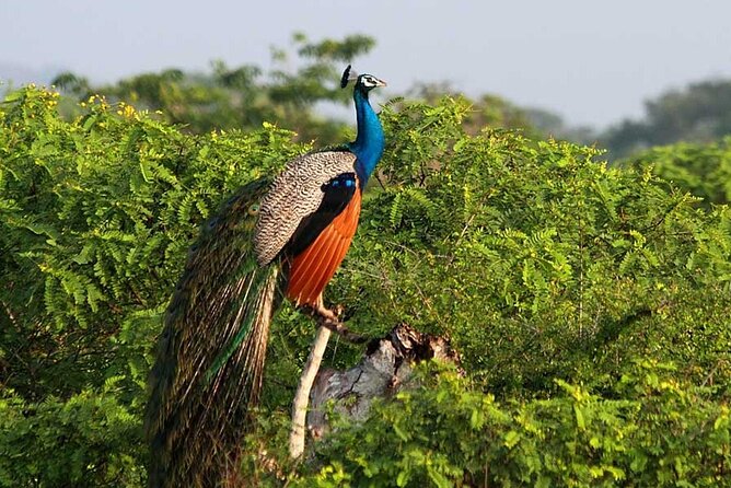 3 Days Private Tour of Yala Safari/ Ella/ Kandy - All Inclusive - Private transport and the role of the driver-guide
