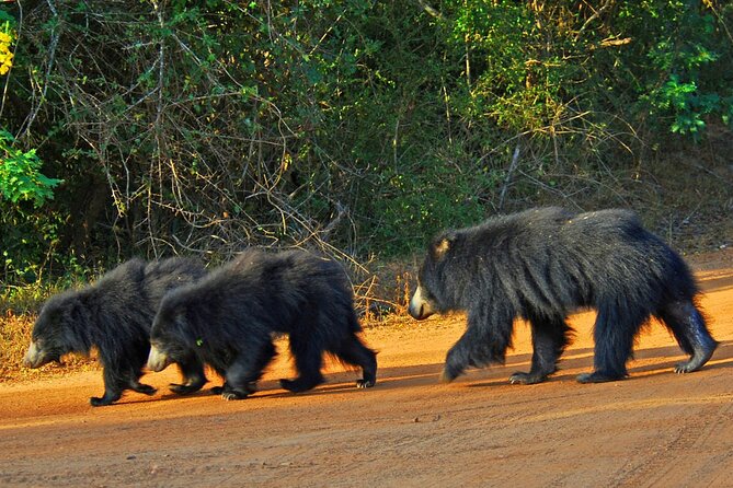 3 Days Private Tour of Yala Safari/ Ella/ Kandy - All Inclusive - Who will get the most from this tour?