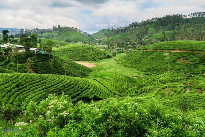 3 Days Tour to Kandy, Nuwara Eliya & Sigiriya - Dambulla and the Final Drive Back