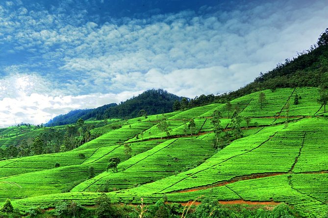 3 Days Tour to Kandy Nuwara Eliya & Sigiriya from Colombo - A cool afternoon around Gregory Lake and Nuwara Eliya