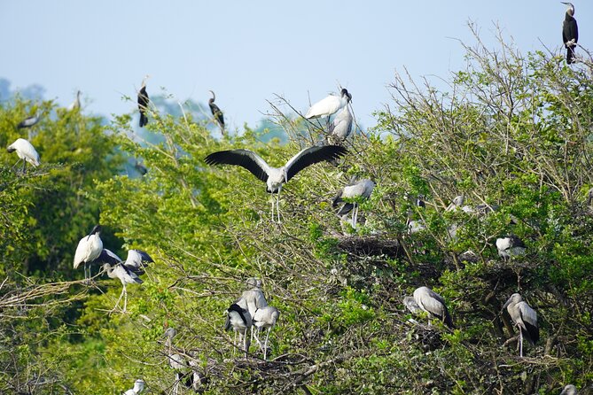 4 Hours Private Yala Safari Day Tour - Getting from Bentota to Yala for a full wildlife day