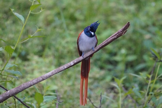 4 Hours Private Yala Safari Day Tour - What the evening safari changes