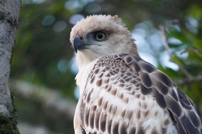 4 Hours Private Yala Safari Day Tour - Wildlife sightings, from elephants to elusive leopards