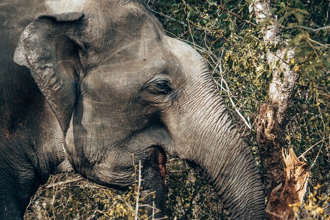 4 Hours Private Yala Safari Day Tour - The guide and driver make a real difference