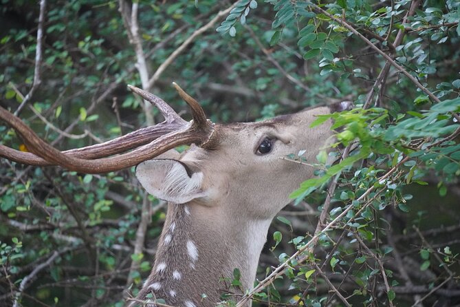 4 Hours Private Yala Safari Day Tour - What the $200.38 price means