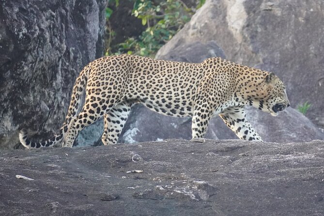4 Hours Private Yala Safari Day Tour - Why the morning option may be worth the alarm