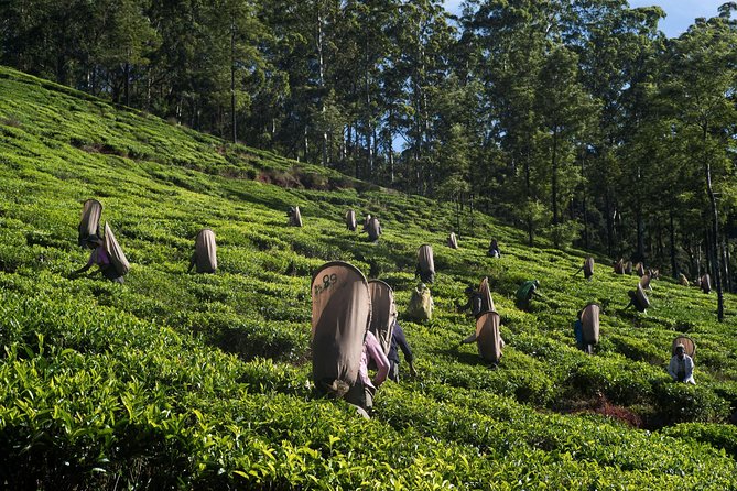 6-Day Sri Lanka Heritage Private Tour - What the private setup is worth at $420