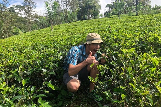 7 Days Sri Lanka Tour Chauffeur Wildlife and Heritage Adventure - Day 3: Kandy’s sacred temple and the tea-growing hills