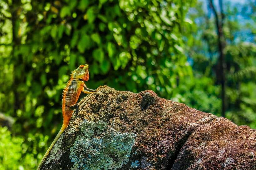 8-Day Sri Lanka Private Round Tour Hotels, Meals, Car, Guide - Day 5: Gregory Lake and the uncertain blue train