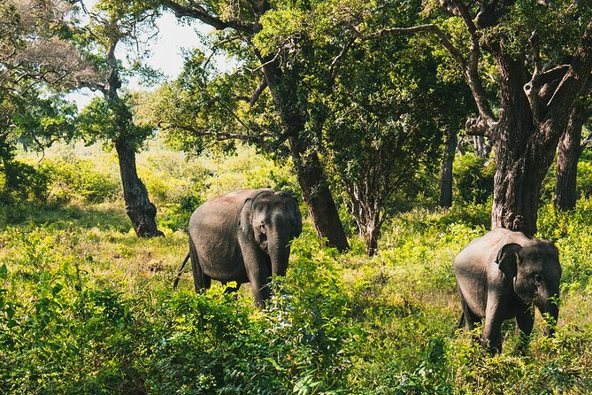 8 Days Sri Lanka Private Round Tour - Yala National Park and the southern coast
