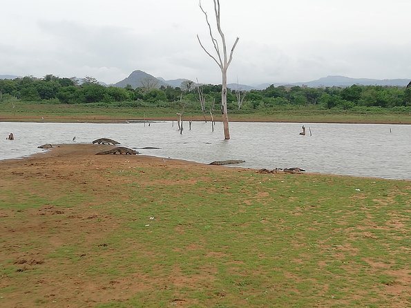 A Udawalawa Park safari, Tour from Colombo/Galle- (All inclusive) - Who should book this safari