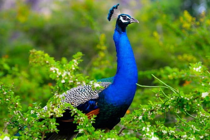 Adventure safari Experience in Hurulu Eco Park, Sri Lanka - Guides who add more than driving