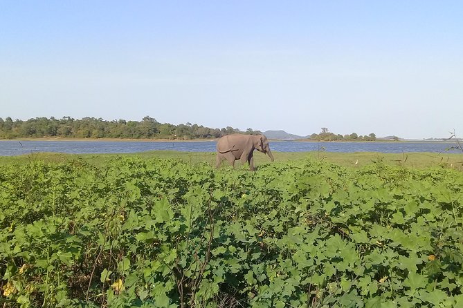 Adventure trincomalee to sigiriya and wild safari ,village tour - Key points at a glance