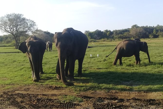 Adventure trincomalee to sigiriya and wild safari ,village tour - Why this Trincomalee day trip works