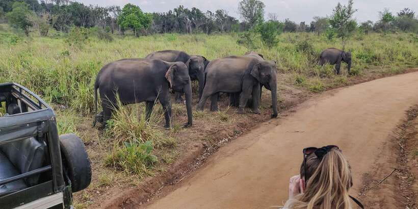 Ahangama: Udawalawe National Park Safari with Hotel Pickup - Why Udawalawe works as a day trip from Ahangama