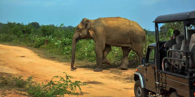 Ahangama: Udawalawe National Park Safari with Hotel Pickup - Changing from private car to safari jeep