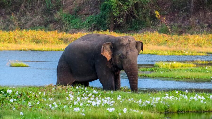 Ahangama: Udawalawe National Park Safari with Hotel Pickup - Three hours among elephants and water birds