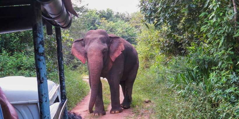 Ahangama: Udawalawe National Park Safari with Hotel Pickup - The entrance fee changes the real price