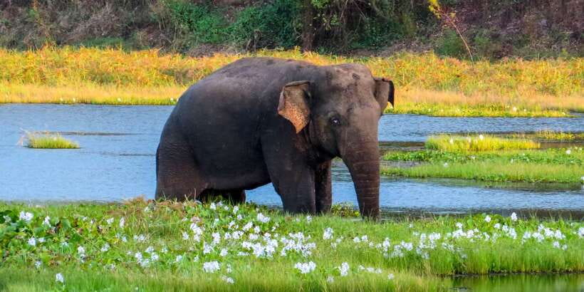 Ahangama: Udawalawe National Park Safari with Hotel Pickup - Who will like this tour most