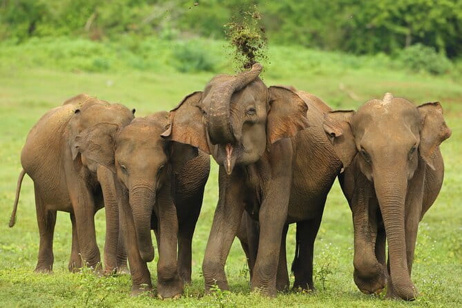 All Inclusive 5-Days Highlights of Sri Lanka - Five things to know before booking