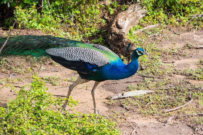 All Inclusive Leopard Nest Treehouse Safari in Yala - Campfire drinks, alfresco showers, and dinner