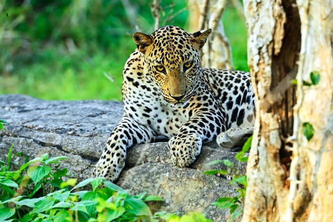 All Inclusive Leopard Nest Treehouse Safari in Yala - Getting from Colombo to the treehouse camp