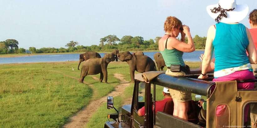 All-Inclusive Minneriya National Park Afternoon Safari - Key points to know before booking